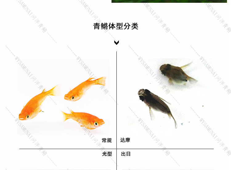 青鳉详情页_08.jpg